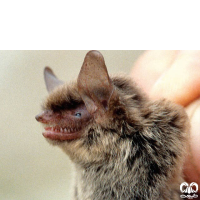 گونه خفاش مایوتیس هیرکانی  Hyrcanian Myotis 